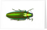 Jewel beetle Chrysochro rajah thailandica from Thailand by Anonymous