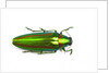 Jewel beetle Chrysochro rajah thailandica from Thailand by Anonymous