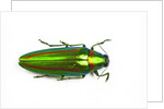 Jewel beetle Chrysochro rajah thailandica from Thailand by Anonymous