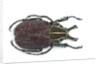 Large beetle from Mexico, Inca clathrata sommeri by Anonymous