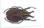 Large beetle from Mexico, Inca clathrata sommeri by Anonymous