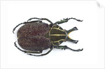 Large beetle from Mexico, Inca clathrata sommeri by Anonymous