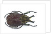 Large beetle from Mexico, Inca clathrata sommeri by Anonymous
