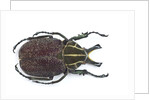 Large beetle from Mexico, Inca clathrata sommeri by Anonymous