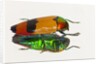 Jewel Beetle Metaxymorpha nigrofasicata by Anonymous