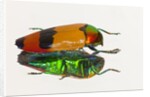 Jewel Beetle Metaxymorpha nigrofasicata by Anonymous