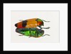 Jewel Beetle Metaxymorpha nigrofasicata by Anonymous