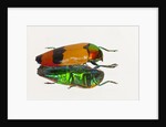 Jewel Beetle Metaxymorpha nigrofasicata by Anonymous