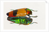 Jewel Beetle Metaxymorpha nigrofasicata by Anonymous