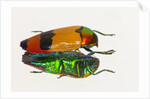 Jewel Beetle Metaxymorpha nigrofasicata by Anonymous