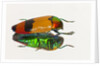 Jewel Beetle Metaxymorpha nigrofasicata by Anonymous