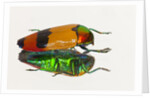 Jewel Beetle Metaxymorpha nigrofasicata by Anonymous