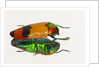 Jewel Beetle Metaxymorpha nigrofasicata by Anonymous