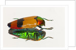Jewel Beetle Metaxymorpha nigrofasicata by Anonymous