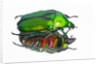 Asian flower beetle Rhomborrhina gigantea green reflecting underside mirror like. by Anonymous
