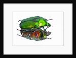 Asian flower beetle Rhomborrhina gigantea green reflecting underside mirror like. by Anonymous