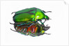 Asian flower beetle Rhomborrhina gigantea green reflecting underside mirror like. by Anonymous