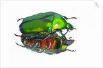 Asian flower beetle Rhomborrhina gigantea green reflecting underside mirror like. by Anonymous