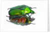 Asian flower beetle Rhomborrhina gigantea green reflecting underside mirror like. by Anonymous