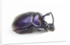 Purplish beetle with armor Enoplotrupes sharpi from Thailand by Anonymous