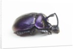 Purplish beetle with armor Enoplotrupes sharpi from Thailand by Anonymous