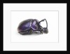 Purplish beetle with armor Enoplotrupes sharpi from Thailand by Anonymous