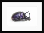 Purplish beetle with armor Enoplotrupes sharpi from Thailand by Anonymous