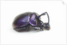 Purplish beetle with armor Enoplotrupes sharpi from Thailand by Anonymous