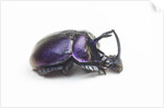 Purplish beetle with armor Enoplotrupes sharpi from Thailand by Anonymous