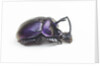 Purplish beetle with armor Enoplotrupes sharpi from Thailand by Anonymous
