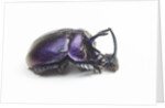 Purplish beetle with armor Enoplotrupes sharpi from Thailand by Anonymous