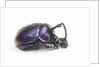 Purplish beetle with armor Enoplotrupes sharpi from Thailand by Anonymous