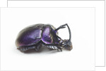 Purplish beetle with armor Enoplotrupes sharpi from Thailand by Anonymous