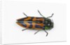 Small beetle Conognatha errata from Chile by Anonymous