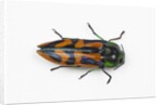 Small beetle Conognatha errata from Chile by Anonymous