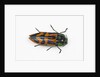 Small beetle Conognatha errata from Chile by Anonymous