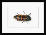 Small beetle Conognatha errata from Chile by Anonymous