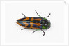 Small beetle Conognatha errata from Chile by Anonymous