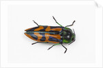 Small beetle Conognatha errata from Chile by Anonymous