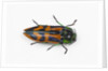 Small beetle Conognatha errata from Chile by Anonymous