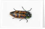 Small beetle Conognatha errata from Chile by Anonymous