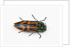 Small beetle Conognatha errata from Chile by Anonymous
