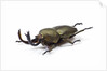 Large front pinchers of beetle in Lucanidae Family by Anonymous
