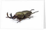Large front pinchers of beetle in Lucanidae Family by Anonymous
