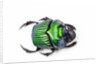 Green Dung Beetle Female Oxysternon conspicillatum as viewed from the top by Anonymous