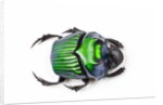 Green Dung Beetle Female Oxysternon conspicillatum as viewed from the top by Anonymous