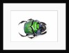 Green Dung Beetle Female Oxysternon conspicillatum as viewed from the top by Anonymous