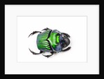 Green Dung Beetle Female Oxysternon conspicillatum as viewed from the top by Anonymous