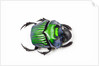 Green Dung Beetle Female Oxysternon conspicillatum as viewed from the top by Anonymous