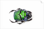 Green Dung Beetle Female Oxysternon conspicillatum as viewed from the top by Anonymous